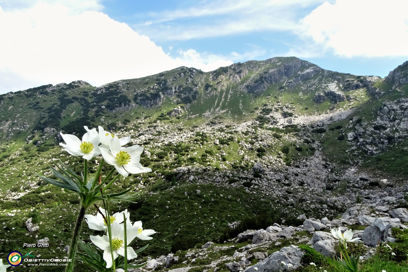 38 Anemone narcissino (Anemone narcissiflora) con vista in Corna Grande.JPG